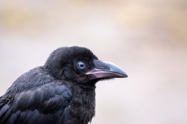 マンションで有効なカラス対策が知りたい Creavision コラム