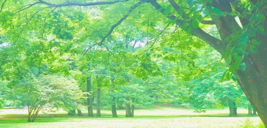 公園や緑が見えるマンション特集