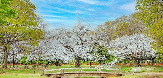 代々木上原・代々木公園 女性に人気の賃貸マンション特集
