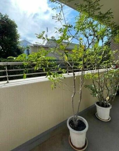 パークハウス旗の台六丁目 物件写真 建物写真17