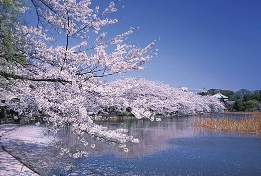 エルスタンザ文京湯島 周辺環境